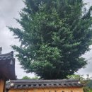 기산국악당토요상설공연 | 산청군 남사예담촌에서 산청국악축제 즐기기