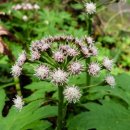 11월 17일 이미지