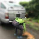 어화둥둥 내강아지 이미지