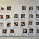 캣파라다이스 이미지