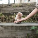 바닐라 퍼피 이미지