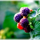 문규농장 이미지