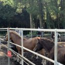 대한목장 이미지