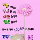 사시사철-풍요 Daum카페