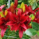 화원농장1 이미지