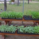 내린천 주말농장 이미지