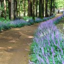 정남진 편백숲 우드랜드 이미지