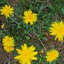 제주통큰장어 이미지