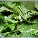 뽀빠이 로컬푸드 이미지