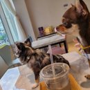 호치킨 하남미사점 이미지