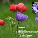 아네모네 이미지