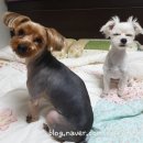 모띠앙 이미지