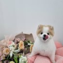 뽀독 애견 미용 이미지