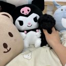 시바견 전문 가도켄넬 | 시바견 분양가격? 아직도 최저가만 찾고 계신가요?