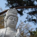 새벽-숲 이미지