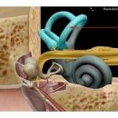 벨톤보청기 제주센터 이미지