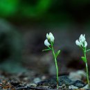 알봉 둘레길 이미지