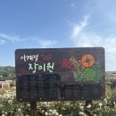 미원주유소 | 🌹임실치즈테마파크 내장미원🌿 장미향에 취했던 마법 같은 하루 (6월 장미축제 후기)
