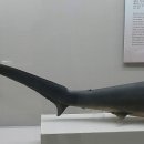 부산해양자연사박물관 이미지