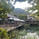 [화담숲] “모노레일 굳이 타지마~!” /화담숲 방문후기/가을여행/10월 초 단풍/정보/번지없는주막/위치...