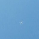 고산흑염소 이미지