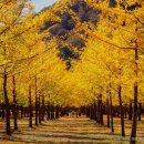 은행나무 이미지