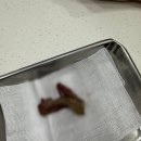 부평 모모 동물병원 | 고양이 이물질 개복수술 :: 인천 부평 모모동물의료센터 병원 추천