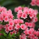 화산철쭉분재원