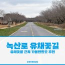 유채꽃길 | 2025년 제주 녹산로 가시리 유채꽃길 유채꽃밭 근처 가볼만한곳