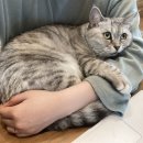 꿈에 동물병원 이미지