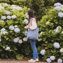 종달리수국길 이미지