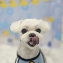 희망애견미용실 이미지