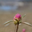 꽃봉우리 이미지