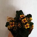 늘봄화원 - 부여군 계백로 230-6 | 늘봄화원