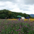 함양산림공원함양산삼축제.꽃무릇 이미지