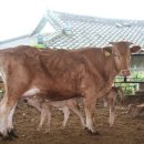 구미 농장서 한우 3쌍둥이 탄생 화제 이미지