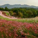 철원, 고석정 꽃밭은 화사합니다 이미지