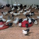 성계농장 이미지