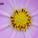 COSMOS/별,꽃 이미지