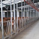 신안축산 이미지