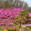 &lt;축제&gt; (주) 효성 안양공장 진달래동산 축제