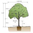 나무의 규격 용어 (궁금해서 검색하다보니 있길래 올려봅니다) 이미지
