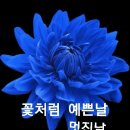 송광사 벚꽃축제 장에서 가인이품바~~~ 이미지