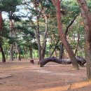 송림톱밥 이미지