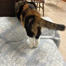 냥이 많은 식탁 | 팔둘! (메이냥이사진95%)