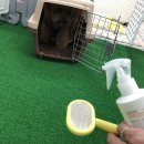 칠곡유치원 | 칠곡 3지구 동천동 읍내동 개이트데이 애견유치원 강아지유치원 이용 후기 (폐원)