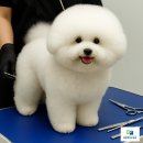 HS빌딩 | 국비애견미용 배워보고 싶다면 HS평생교육원(에이치에스평생교육원)에서 도전해봐요!
