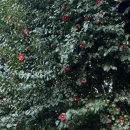 멍모닝멍나잇 | 2026년 3월의 제주도