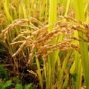 막걸리풍년 이미지