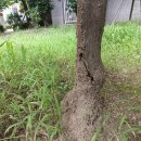 개미습격으로 나무고사 위기 이미지